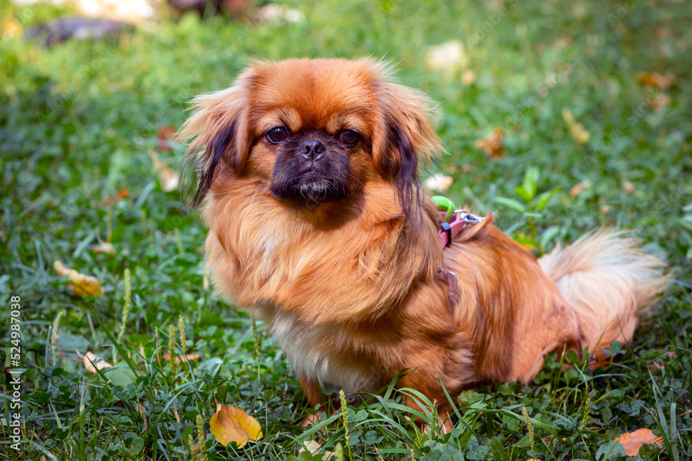 Red Pekingese puppy playing on the green grass. Red Pekingese puppy playing on the green grass.