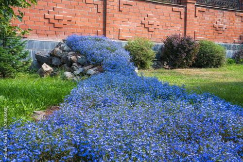 A living stream from a blooming blue lobelia flower carpet. Close-up.