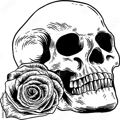 Hand drawn Skull and Rose