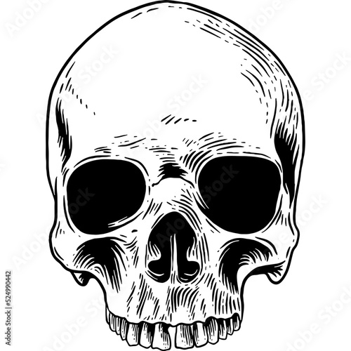 Hand drawn Skull