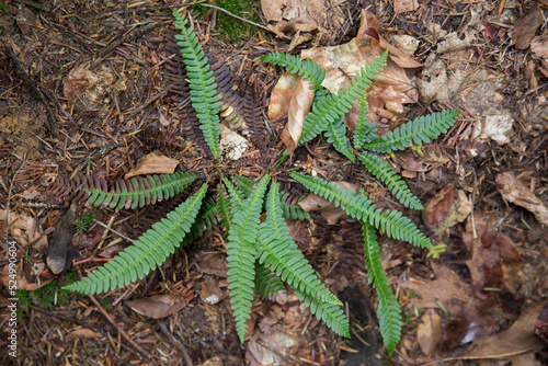 Struthiopteris spicant, syn. Blechnum spicant, is a species of fern in the family Blechnaceae/ photo