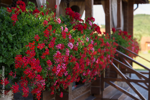 Fototapeta Naklejka Na Ścianę i Meble -  Red pelargoniums bloom en masse on the wall of the house, an example of landscaping pergola and house wall. red Pelargonium in the garden. Red geranium pelargonium background.
