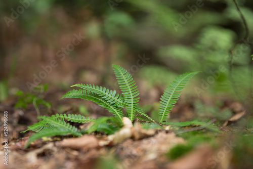 Struthiopteris spicant, syn. Blechnum spicant, is a species of fern in the family Blechnaceae/ photo