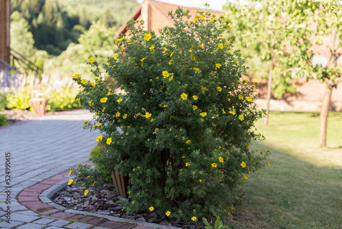 A flowering shrubby cinquefoil (Dasiphora fruticosa (syn. Potentilla fruticosa)) in the garden, an example of use in landscaping. Dasiphora fruticosa (syn. Potentilla fruticosa) or Shrubby Cinquefoil.