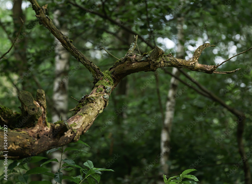 Mountain forest on a summer day Mountain forest on a summer day