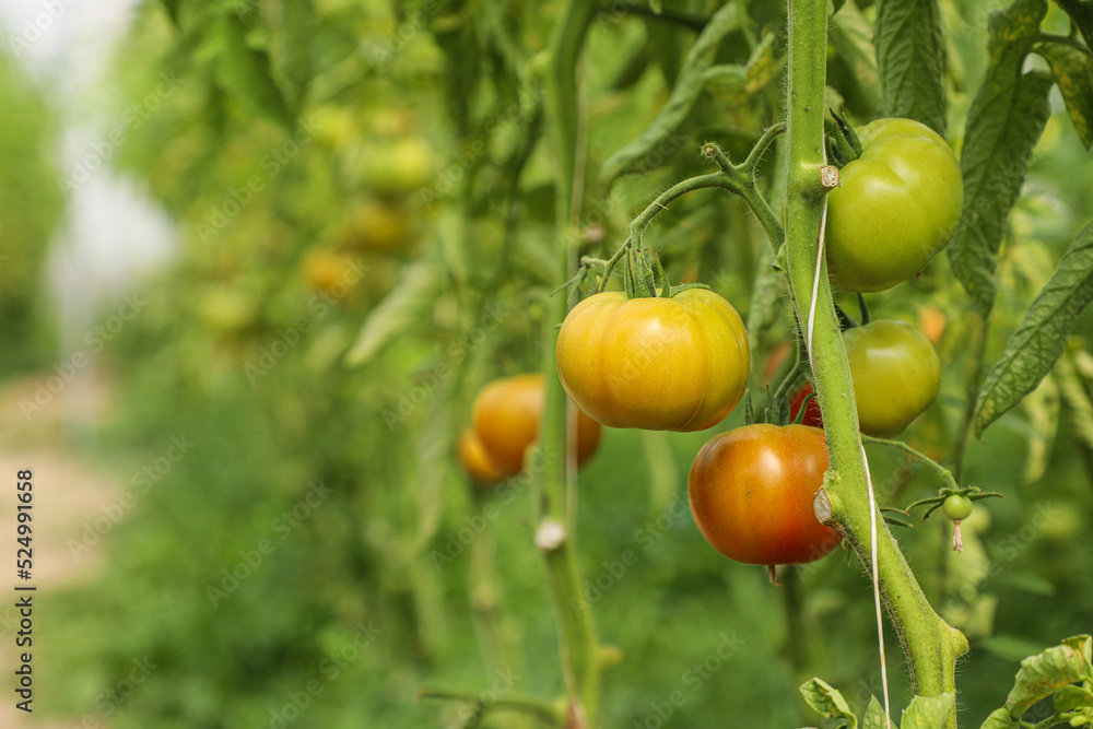 tomatoes on the vine, organic farming