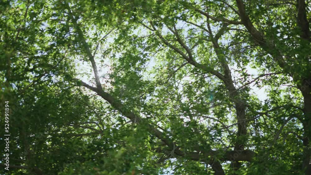The sun's rays break through the foliage of the trees. The camera moves smoothly from right to left. Beautiful nature. The sun's rays break through the foliage of the trees. The camera moves smoothly from right to left. Beautiful nature.