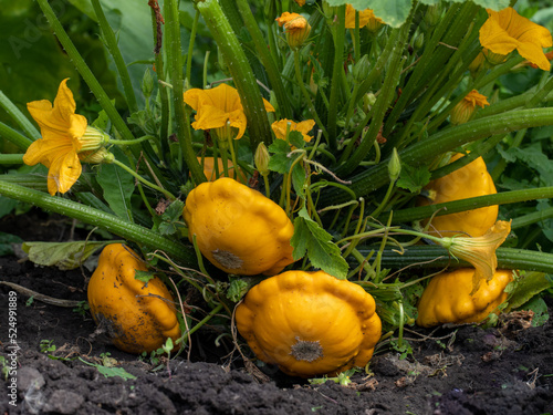 The young and mature fruits of the yellow scallop squash lie on the ground. A patisson plant bush with yellow flowers and different sized pattypans grows in garden bed. It's summer and sunny. photo