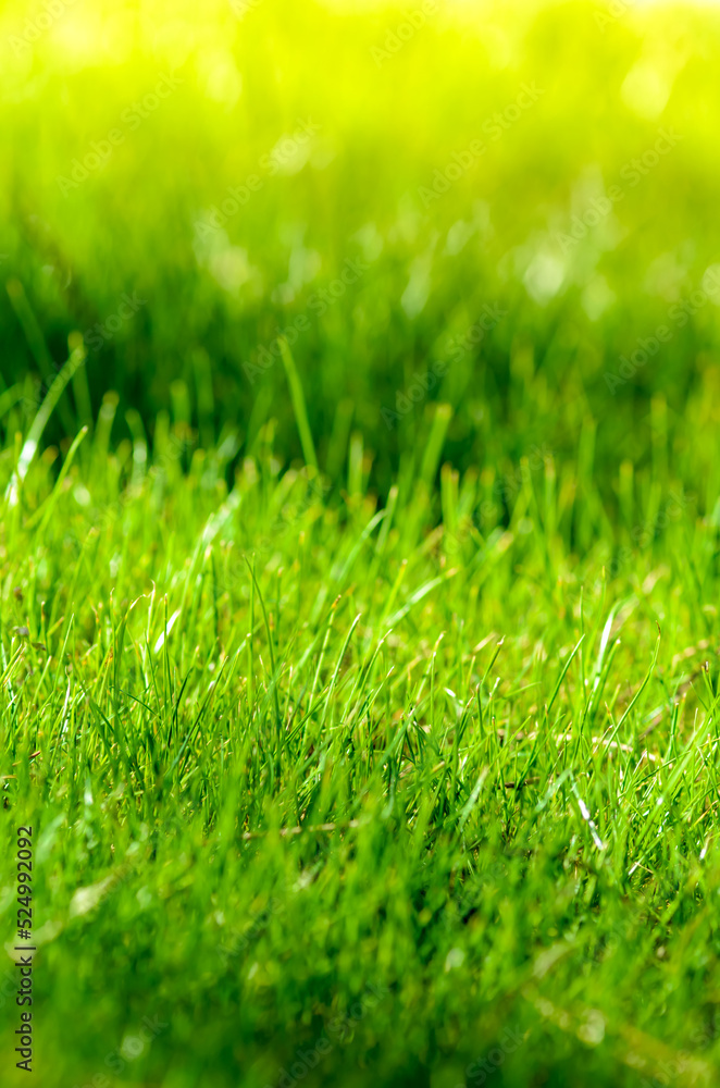 Fresh green grass close-up texture or background. Fresh green grass close-up texture or background.