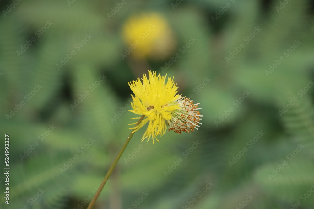 Cambodia. Neptunia oleracea, commonly known in English as water mimosa or sensitive neptunia, is pantropical nitrogen-fixing perennial legume.