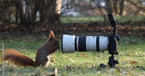 The squirrel knows there must be a nut somewhere on this camera.   Funny close-up.