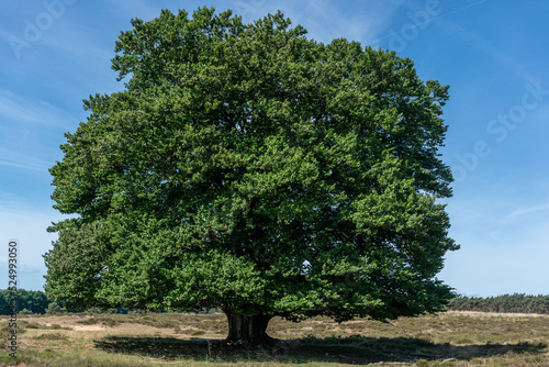 Single oak tree on heather field of Planken Wambuis (a nature reserve) in The Netherlands. photo