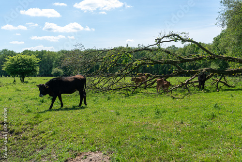Cows grazing in Planken Wambuis (The Netherlands) next to a fallen tree.