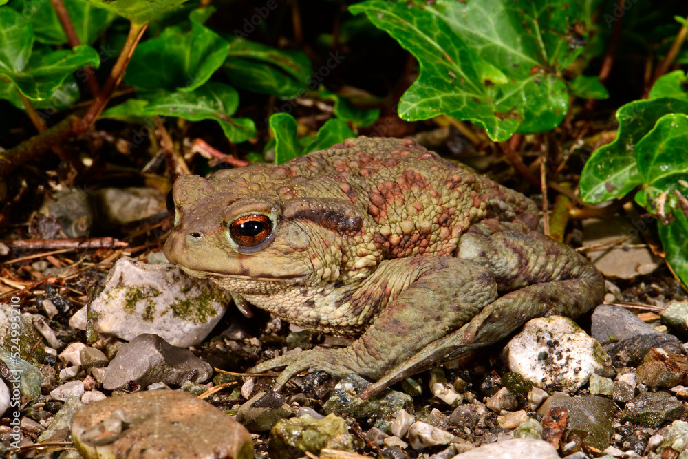 Erdkröte // Common Toad (Bufo bufo) - Montenegro Erdkröte // Common Toad (Bufo bufo) - Montenegro