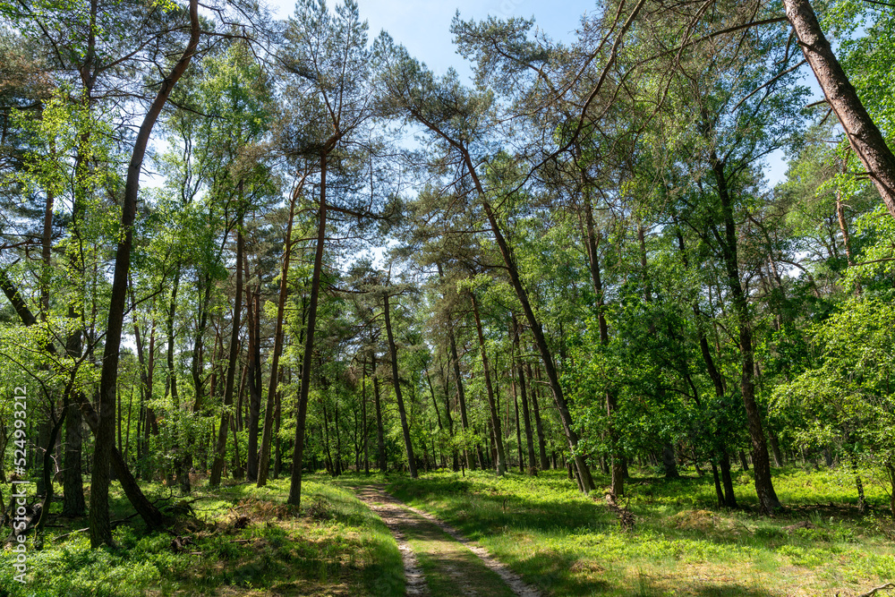 Pine trees along track in Planken Wambuis (The Netherlands). Pine trees along track in Planken Wambuis (The Netherlands).