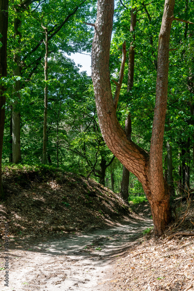 Old pine tree next to hollow road in Planken Wambuis in The Netherlands Old pine tree next to hollow road in Planken Wambuis in The Netherlands