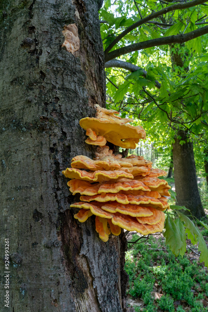 Mushroom growing on American Oak tree in Planken Wambuis in The Netherlands. Mushroom growing on American Oak tree in Planken Wambuis in The Netherlands.