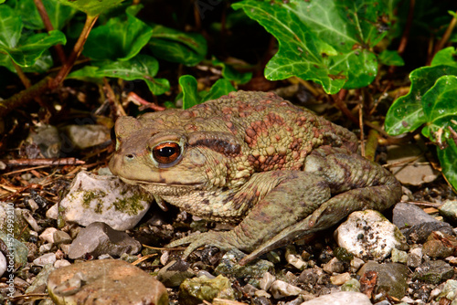 Erdkröte // Common Toad (Bufo bufo) - Montenegro