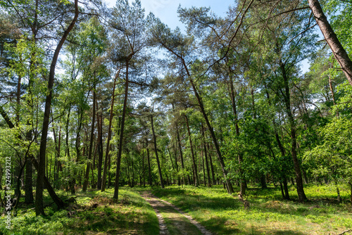 Pine trees along track in Planken Wambuis (The Netherlands).