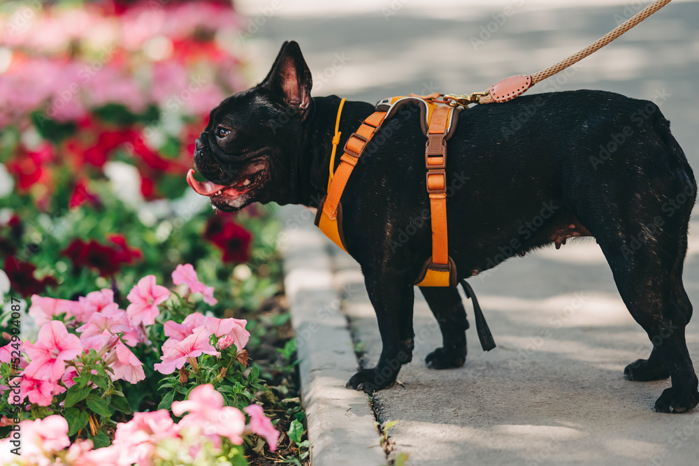 Black french bulldog watching on petunia flower bed during city walk in the park, wearing leash breast-band in the summer sunny day Black french bulldog watching on petunia flower bed during city walk in the park, wearing leash breast-band in the summer sunny day