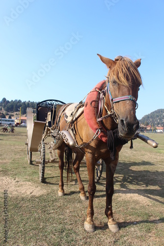 A horse cart in the Qamoua plain, Akkar, North Lebanon