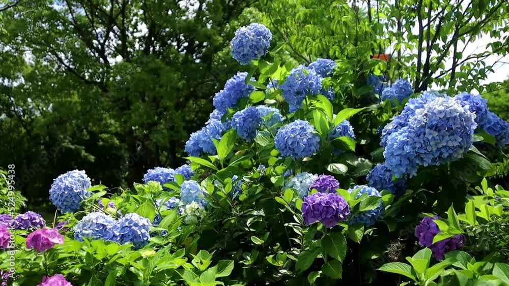 木曾三川公園の雨上がりのアジサイ hendheld fix 21sec