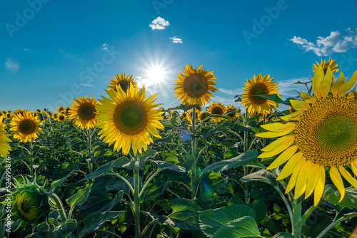 A picture of an advertisement for sunflower and vegetable oil. Sunflower fields and meadows. Backgrounds  and screensavers with large blooming sunflower buds with the rays of the sun. Sunflower seeds