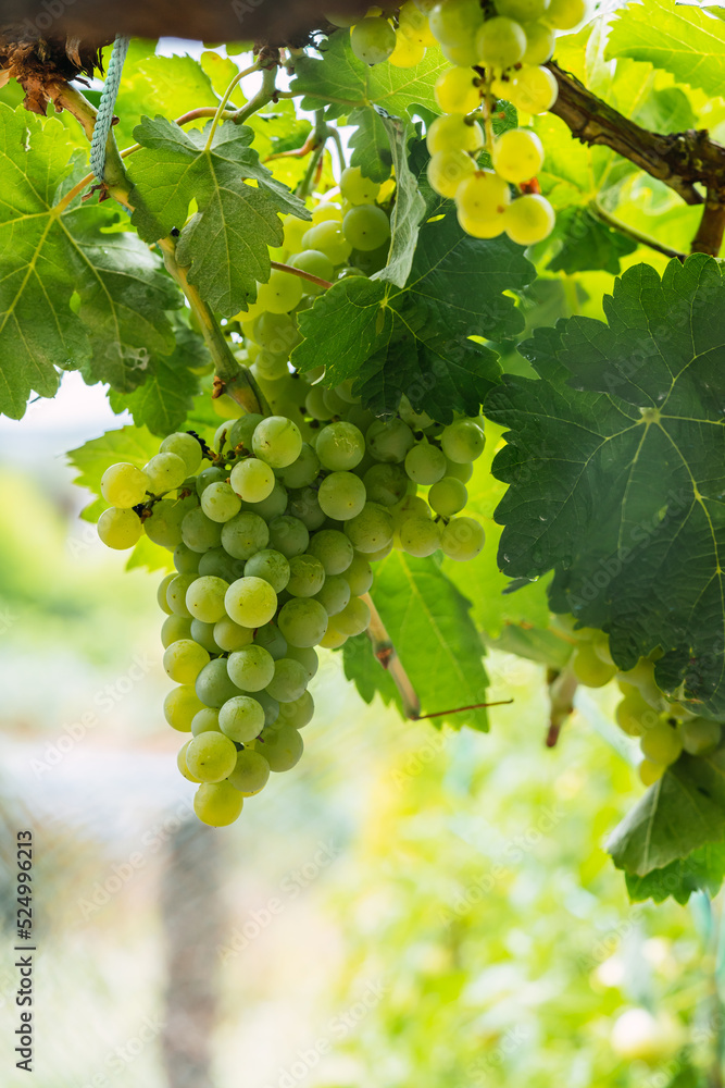 White grapes hanging on vines ready for harvest in September