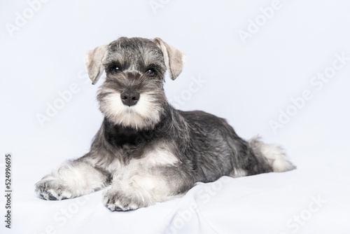 Miniature schnauzer white-gray lies on a light background, copy space. Little puppy training. Teaching dogs commands. Lie down command. Bearded miniature schnauzer puppy.