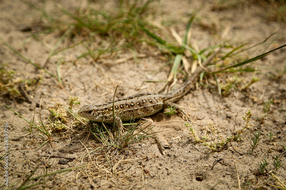 An inconspicuous lizard basks in the sand An inconspicuous lizard basks in the sand