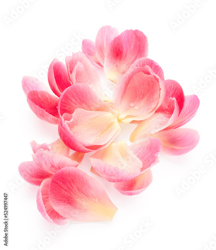Pink petals of flower isolated on white background