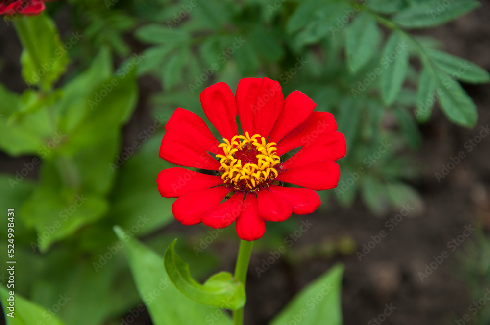 red dahlia flower in the garden. fragrant zinnia flower close up on a green background. the concept of growing bright summer flowers red dahlia flower in the garden. fragrant zinnia flower close up on a green background. the concept of growing bright summer flowers