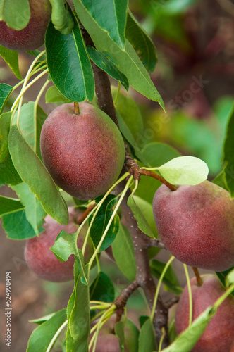 red pears on a branch in the garden. sweet fruits on the tree. the concept of making pear jam.