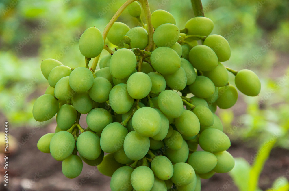 Grono of green grapes in the vineyard. the concept of growing grapes. wine making illustration. big grapes in the garden Grono of green grapes in the vineyard. the concept of growing grapes. wine making illustration. big grapes in the garden