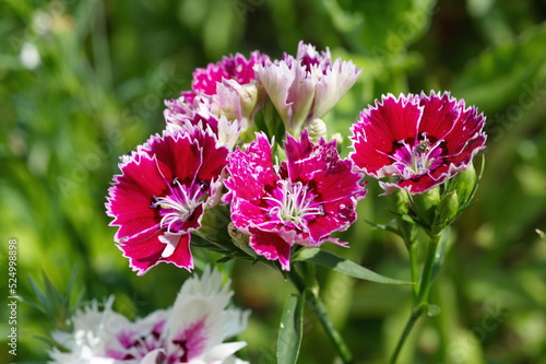 Chinese carnation (Lat. Dianthus chinensis) blooms in the summer garden