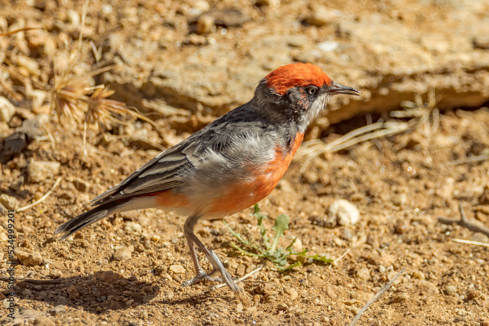 Crimson Chat Honeyeater in Northern Territory Australia Crimson Chat Honeyeater in Northern Territory Australia