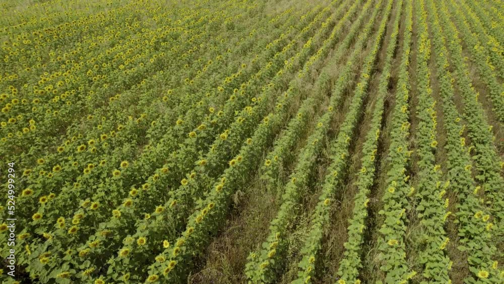 Aerial dolly shot over the field of industrial sunflowers for oil production Aerial dolly shot over the field of industrial sunflowers for oil production