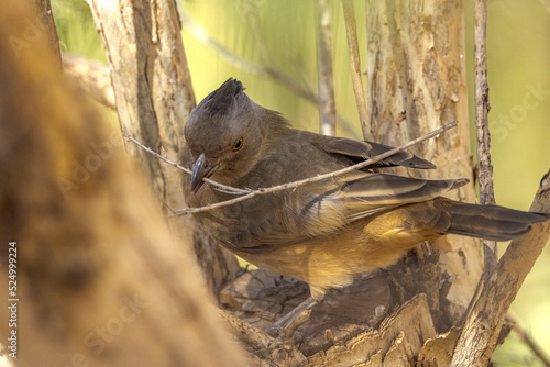 Crested Bellbird in Northern Territory Australia