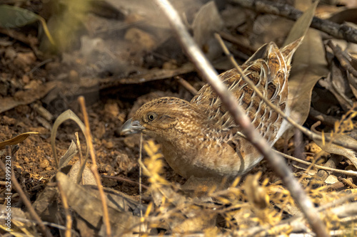 Little Buttonquail in Northern Territory Australia