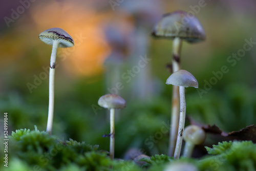 Defocused background. Selective focus on the mushroom cap. Hallucinogenic mushrooms grow in the forest.