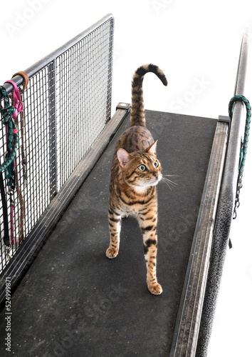Картината върху платно treadmill for cat in studio
