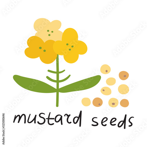 Mustard seeds. Flat vector illustration on white background.
