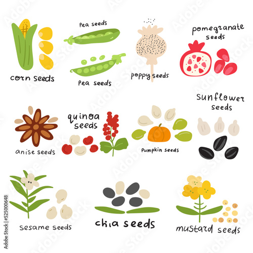 Food illustrations. Seeds icons. Vector hand drawn design on white background.
