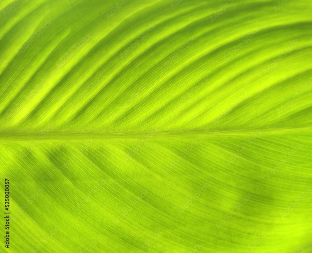 Close-up green leaf texture. Horizontal or vertical background with tropical leaf Close-up green leaf texture. Horizontal or vertical background with tropical leaf