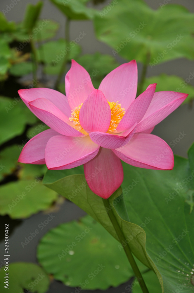 Blossoming lotus flowers Blossoming lotus flowers