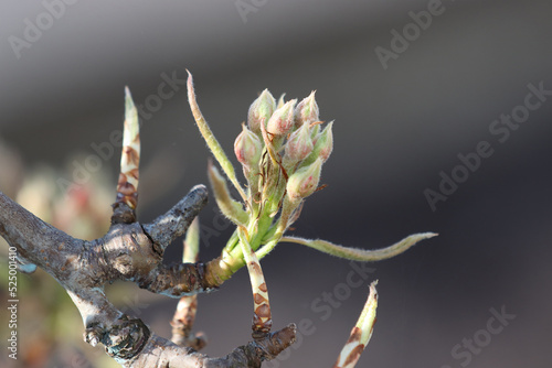 Inflorescence of pear tree buds.