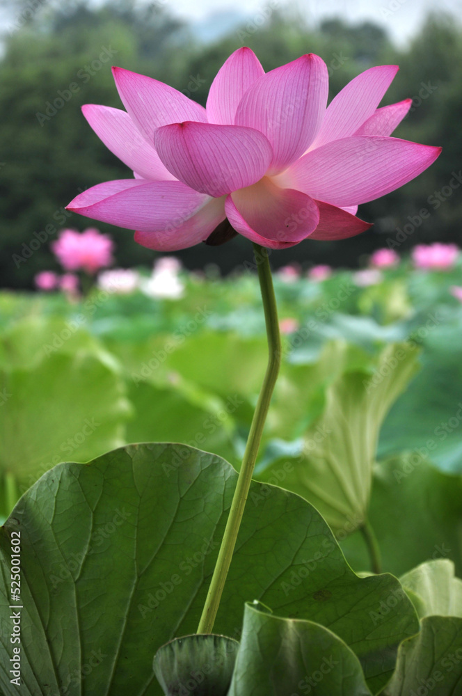 Blossoming lotus flowers