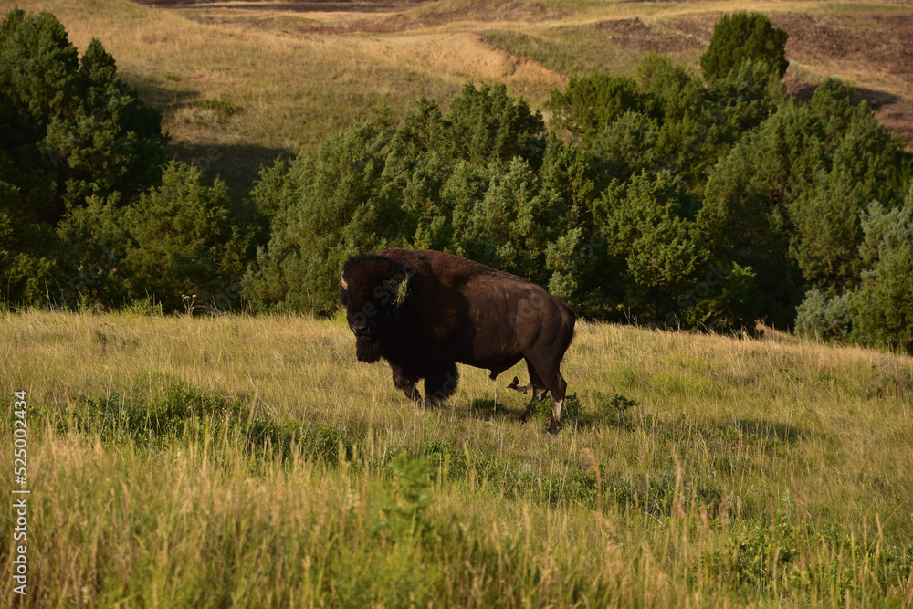North American Buffalo Standing in a Field