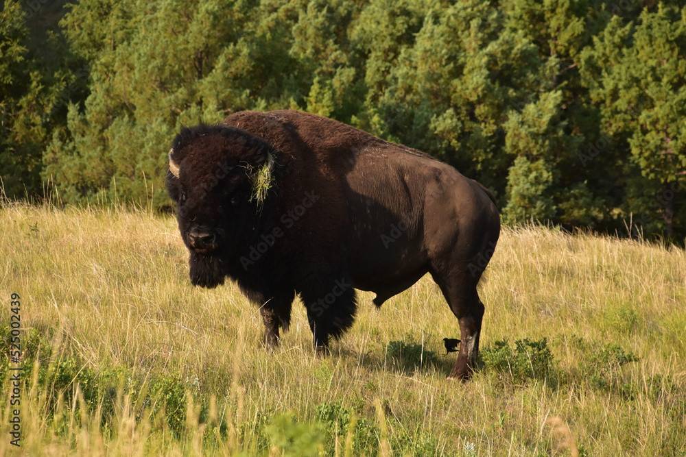 Bison with Grass Caught on His Horn
