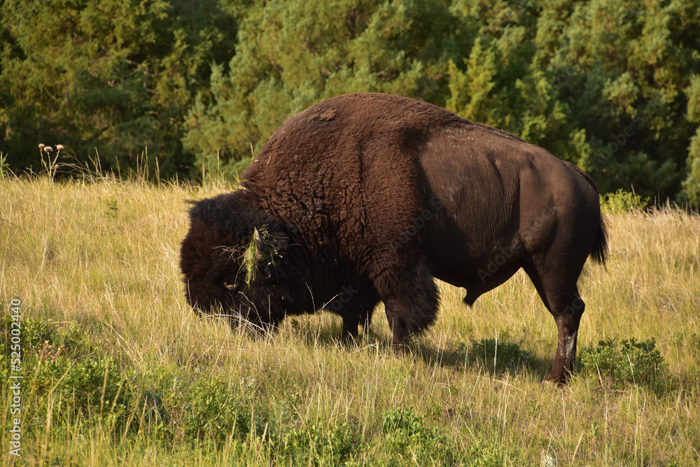 Grazing Bison in a Large Grass Field Grazing Bison in a Large Grass Field